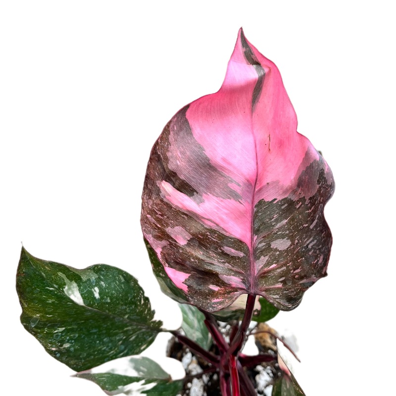 Philodendron Pink Princes Galaxy