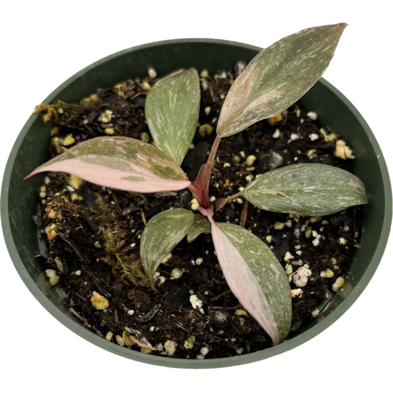 Philodendron Pink Princess ‘Gold Dust’