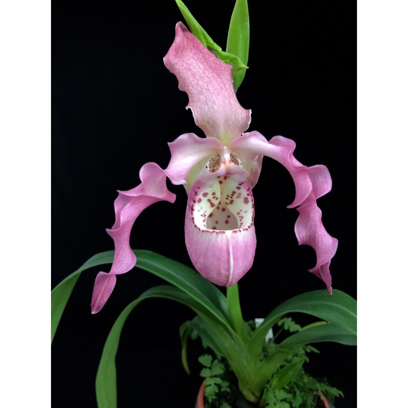 Phragmipedium kovachii x Phragmipedium boissierianum