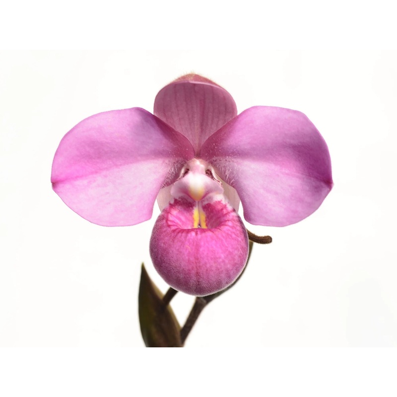 Phragmipedium Priscila de Portilla