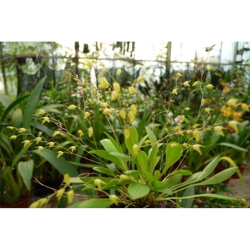Pleurothallis picta|5.5 cm|Nee|Ja