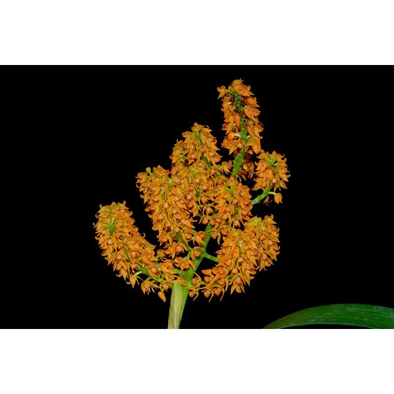 Polystachya paniculata