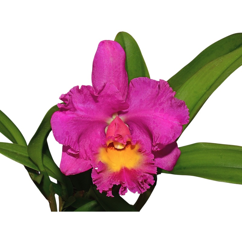 Potinara Perfect Choice Noble Lady Bm/joga x Blc. Lawless Freischutz Carmela