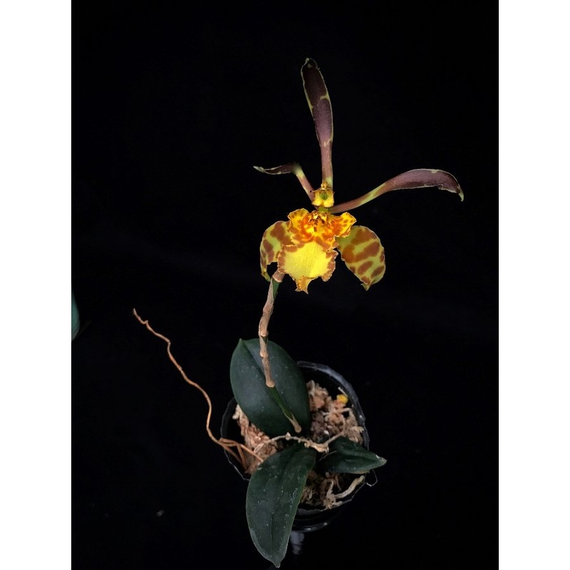 Psychopsis Mariposa x Psy. limminghei