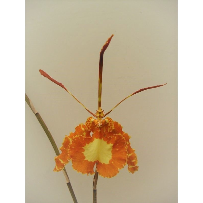 Psychopsis papilio|10 cm|Nee|Ja