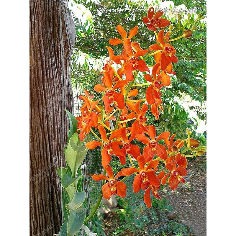 Renanthera storiei x Vanda denisoniana