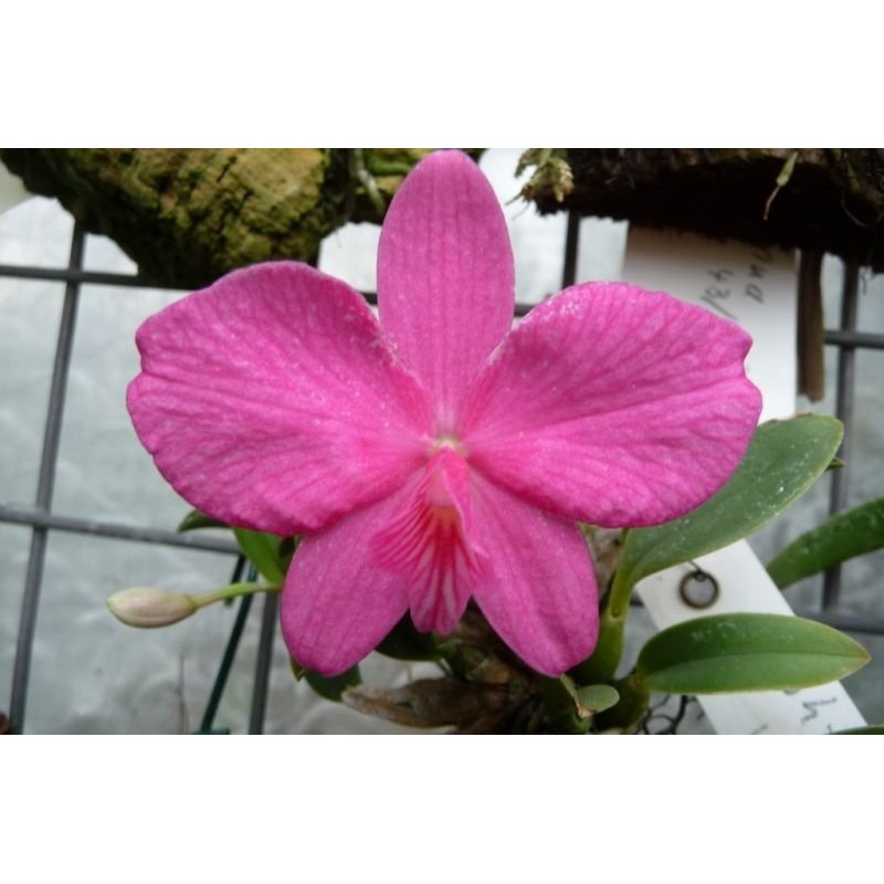 Sophronitis wittigiana syn. rosea