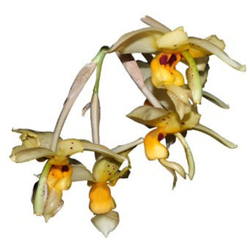 Stanhopea impressa