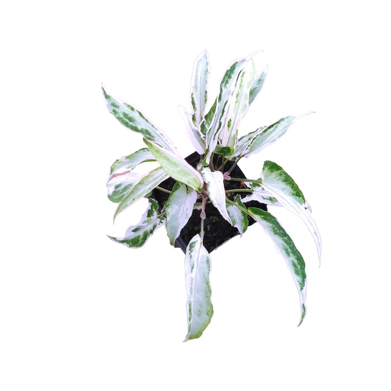 Syngonium ‘Starlite’ seedling