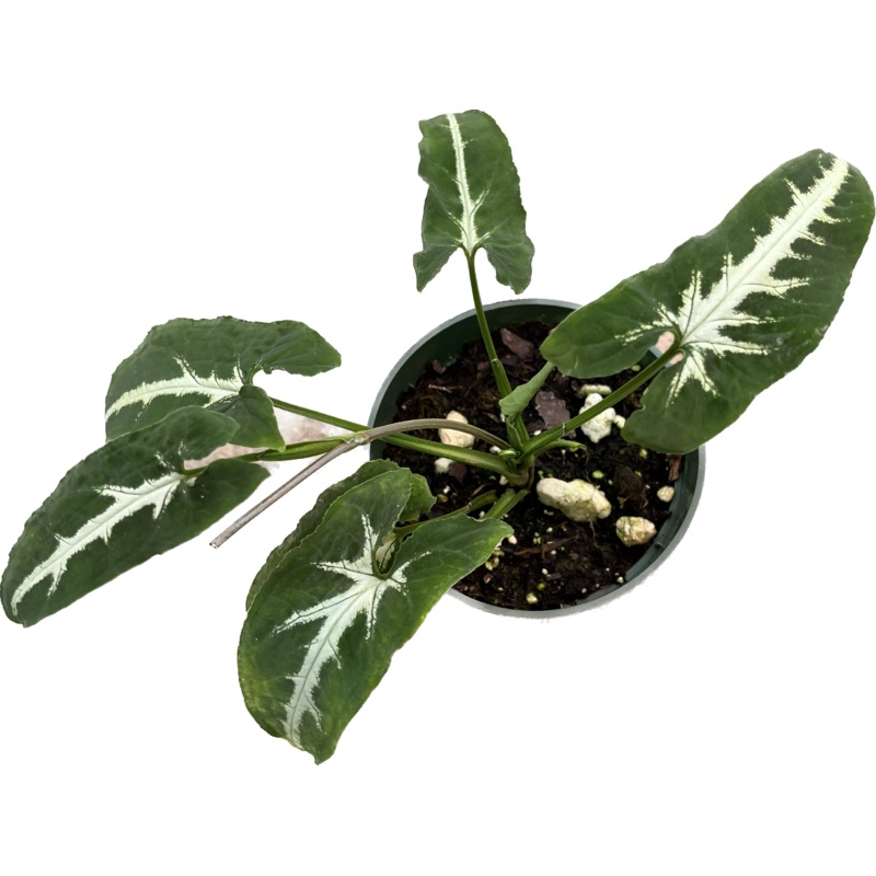Syngonium wendlandii