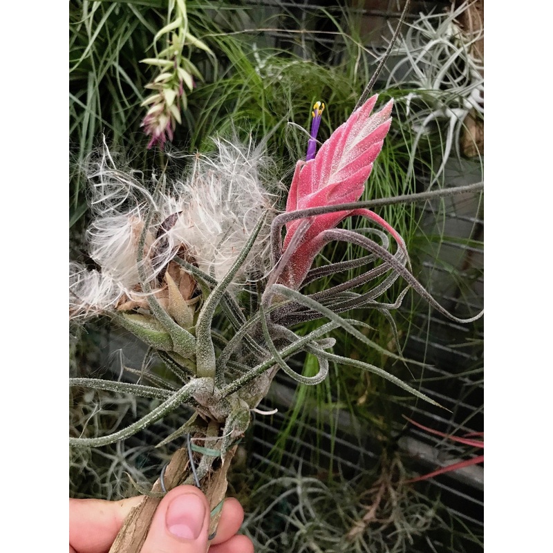 Tillandsia pruinosa