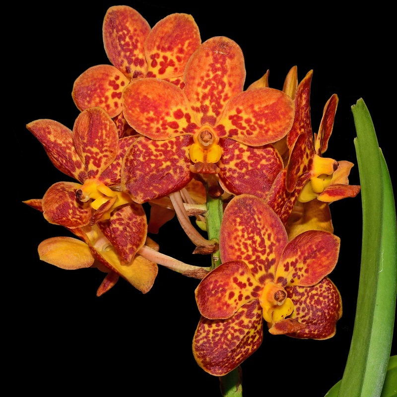 Vanda Crownfox Golden Dawn