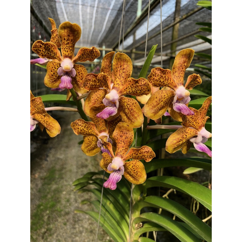 Vanda Denis Fragrance x Vanda tessellata