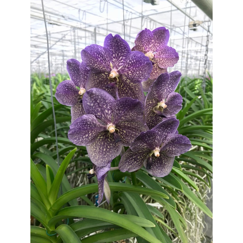 Vanda Rothschildiana Dark|Nee|Ja
