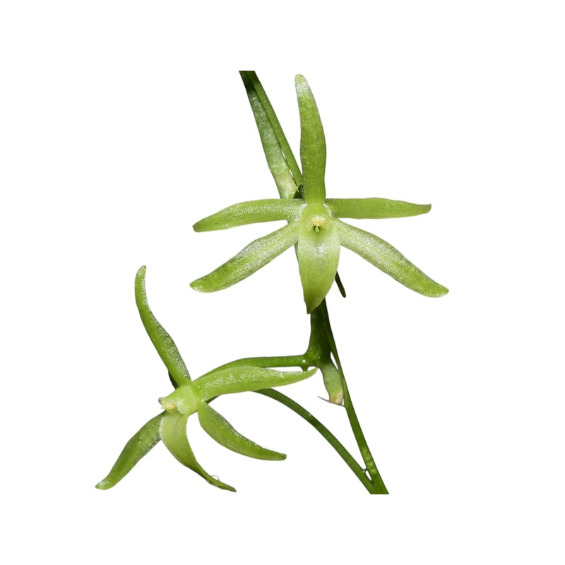Aerangis pallidiflora