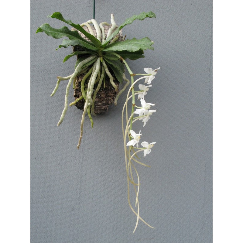 Aerangis somalensis|Nee|Ja