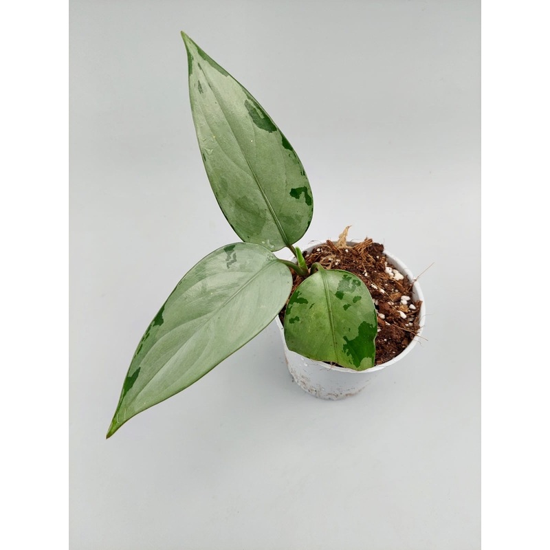 Aglaonema pumilum|10 cm