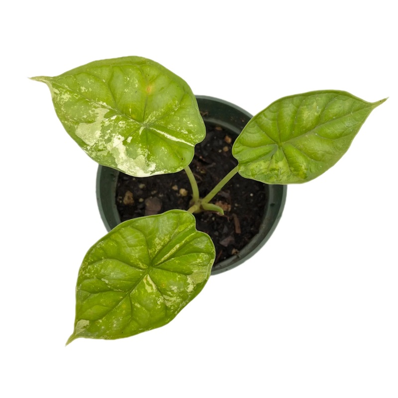 Alocasia Dragon Scale variegated