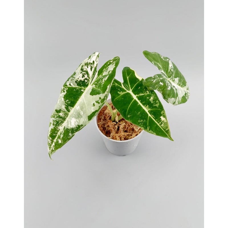 Alocasia Frydek variegata albo Small Plant