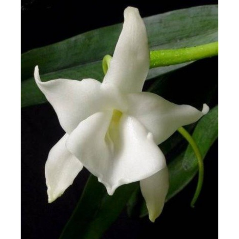 Angraecum magdalenae|6 cm|Nee|Ja