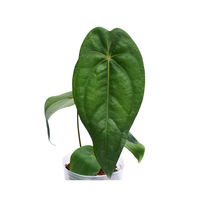 Anthurium Amazon Joy ‘Inverse crossing’