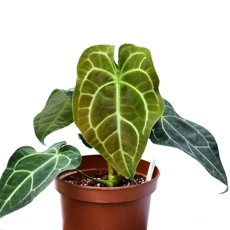 Anthurium Amazon King stripes