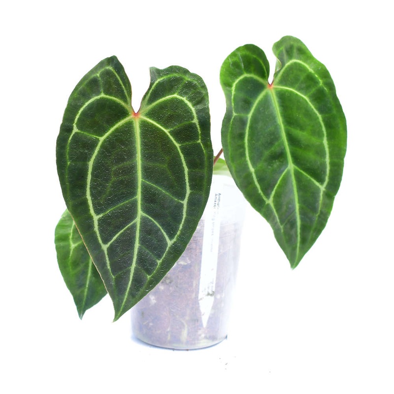 Anthurium Amazon King stripes ‘Inverse crossing’