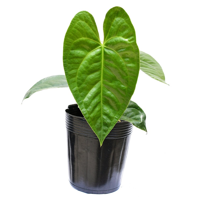 Anthurium Amazon Luxury