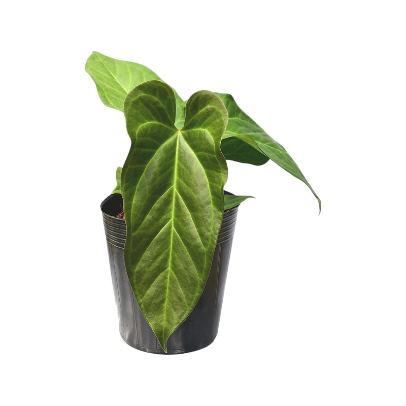 Anthurium Beautiful Wonder ‘Inverse crossing’