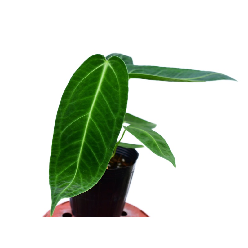 Anthurium Ecuagenera Queen ‘Inverse crossing’ – Seedling