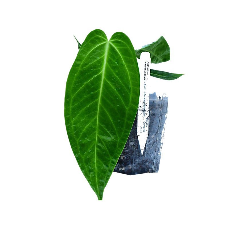 Anthurium Ecuagenera Queen – Seedling