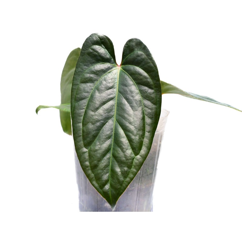 Anthurium Gigi Dreams