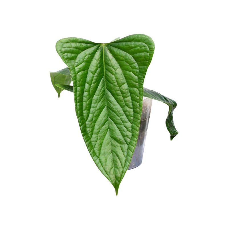 Anthurium Green Crocodile