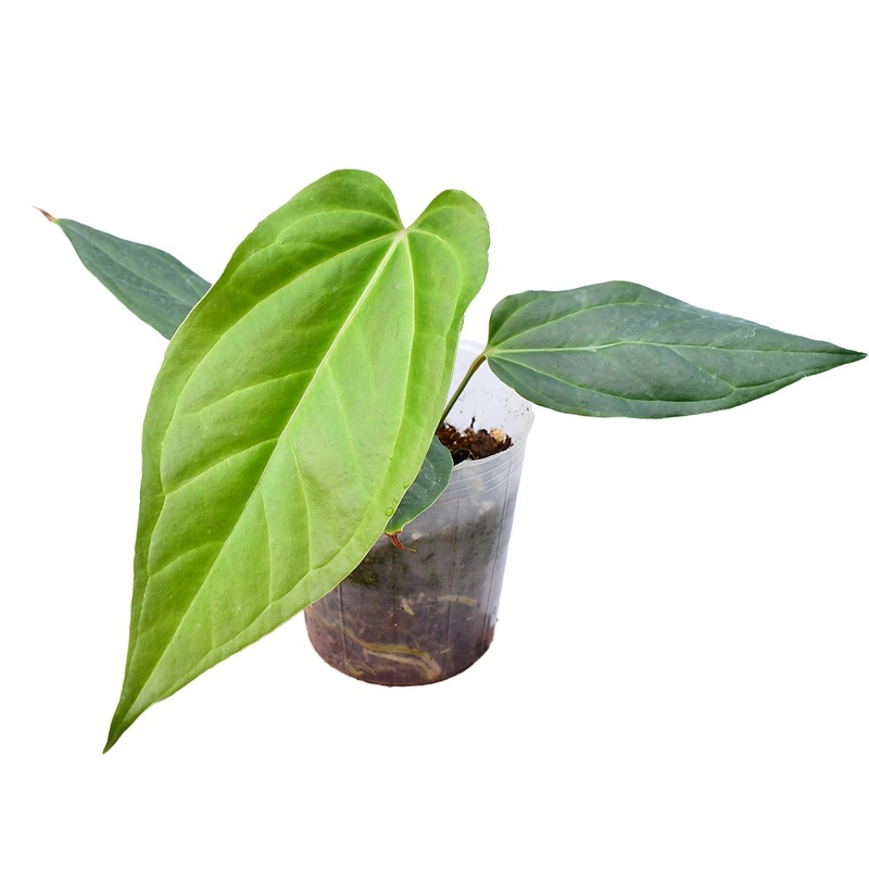 Anthurium Lost in Paquisha