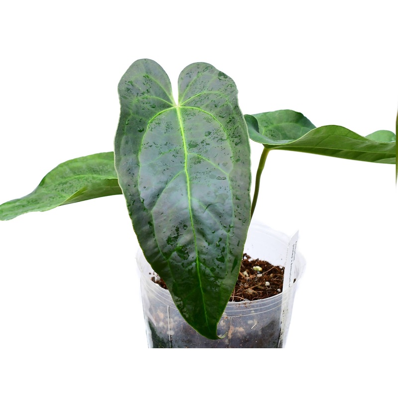 Anthurium Rabbit Ears ‘Inverse crossing’