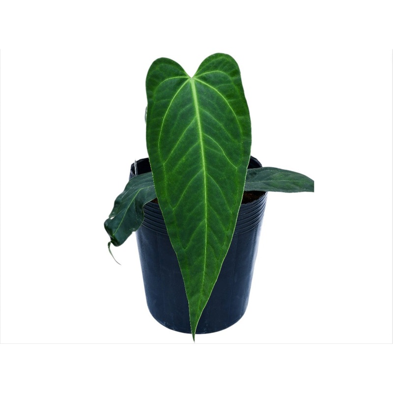 Anthurium regale x Anthurium moronense