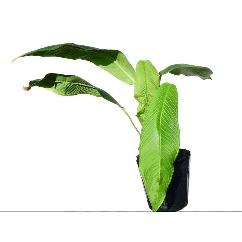 Anthurium rubioanum