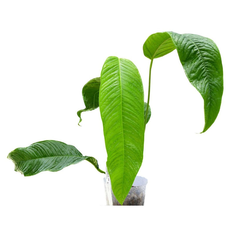 Anthurium rubioanum aff