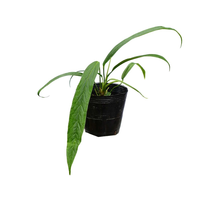 Anthurium rubioanum (seedling)