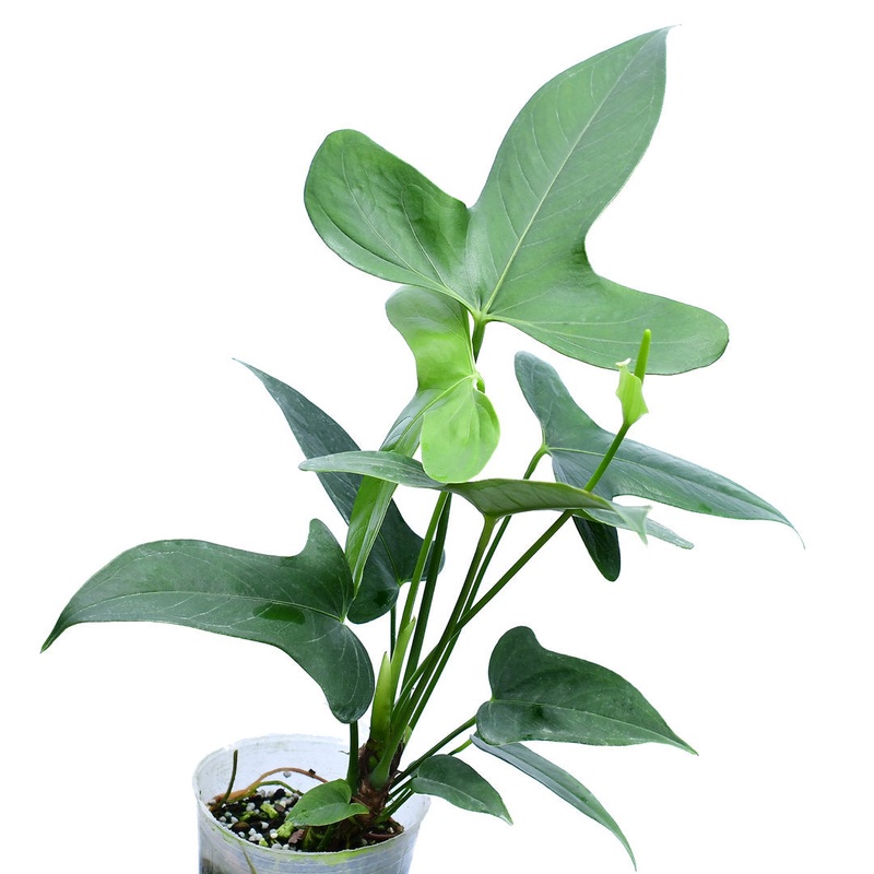 Anthurium sp ‘Bomboiza’
