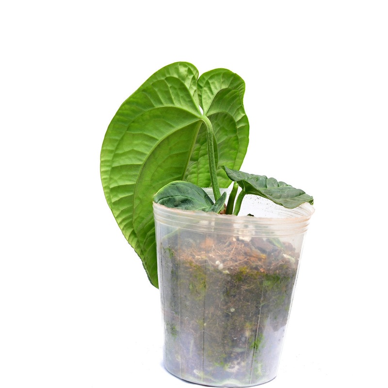 Anthurium Splendid Crystal