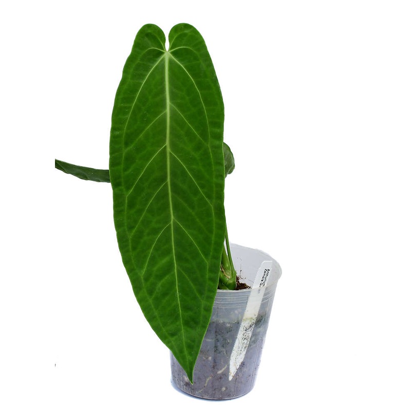 Anthurium Zamora Queen