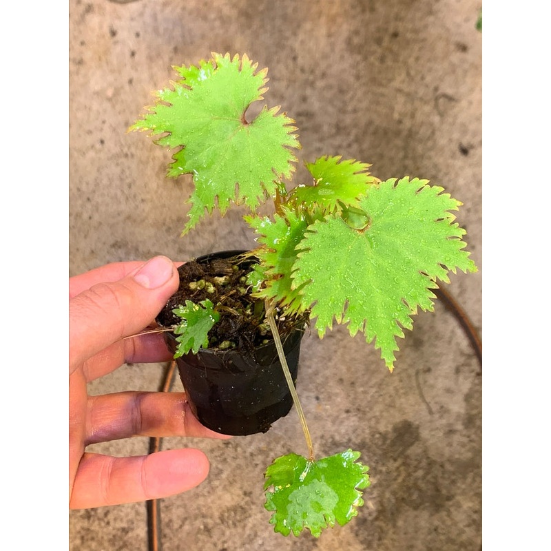 Begonia Lyallii|6 cm