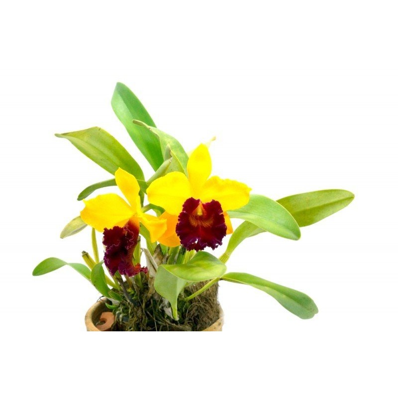 Blc. Alma Kee Tipmalee AM/AOS (Big Plant)
