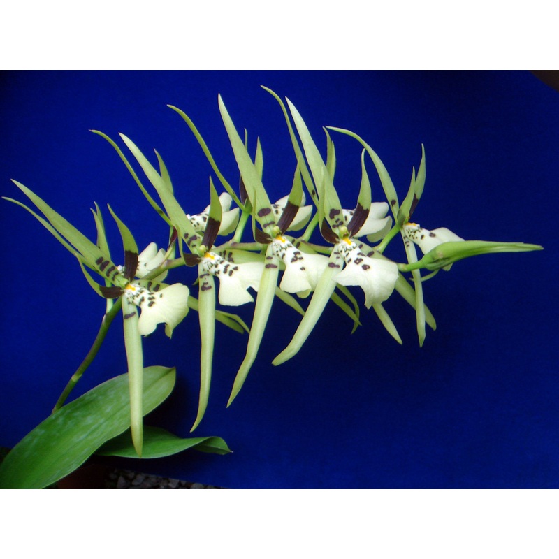 Brassia Edvan Loo Nishida
