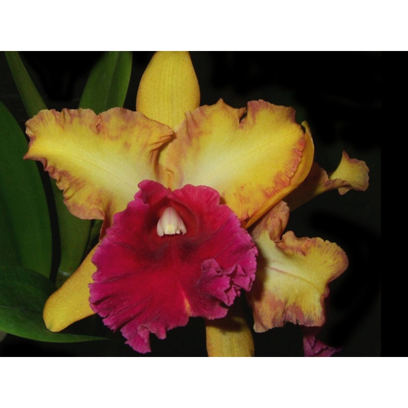Brassolaeliocattleya Kalbera Beautty Song Of Canary