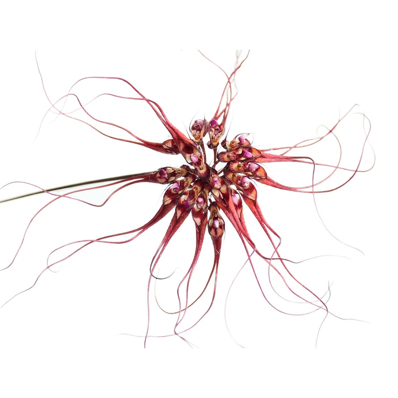 Bulbophyllum gracillimum
