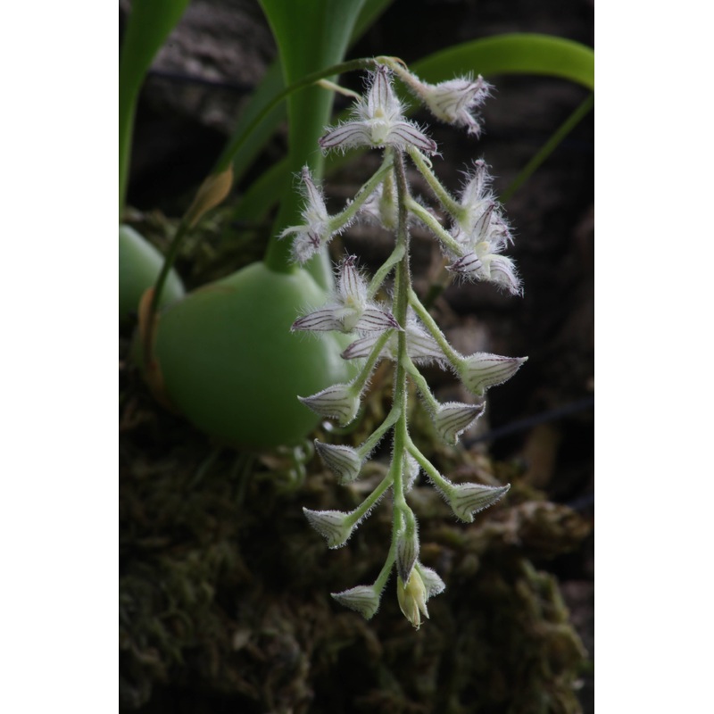 Bulbophyllum lindleyanum ”Big Plant