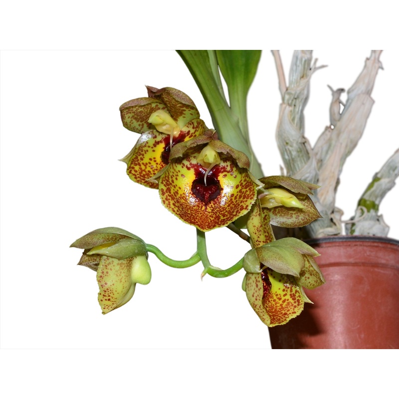 Catasetum expansum yellow spotted