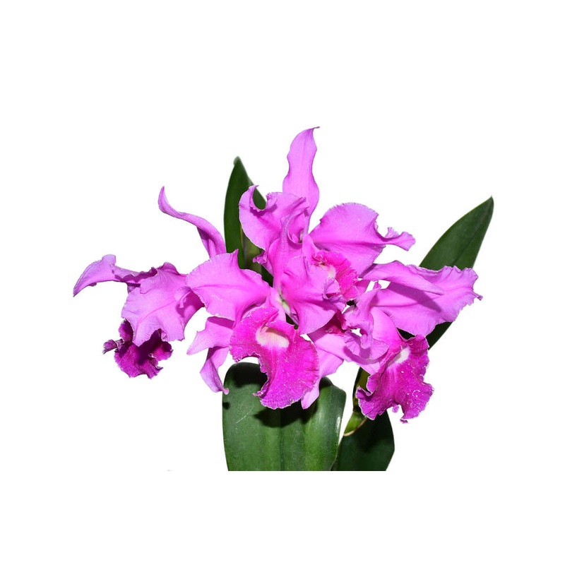 Cattleya Britannia